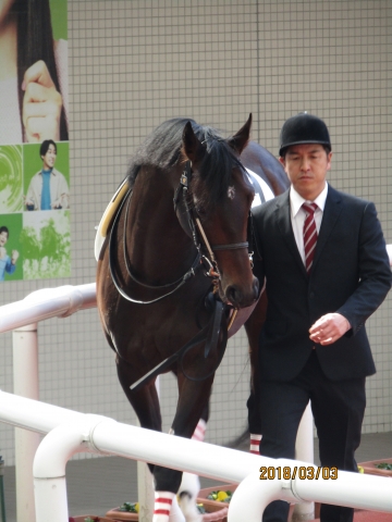 2018.3.3_3歳未勝利戦_パドック(2) レッドアルディ