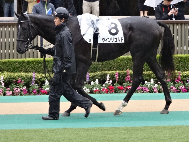 未勝利戦 パドック ウインリコルド