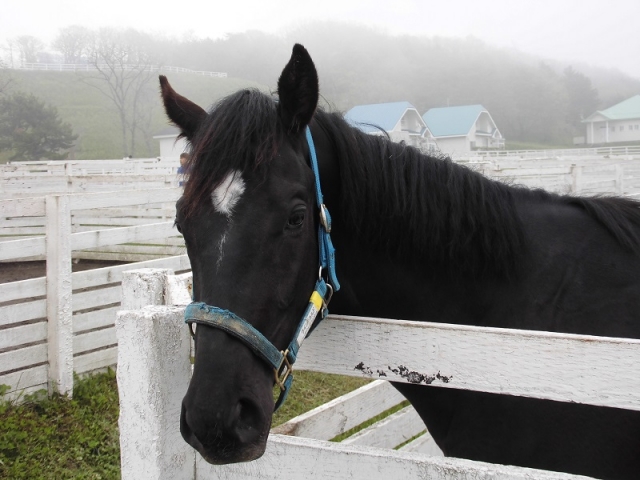 CVF04 ウインリコルド