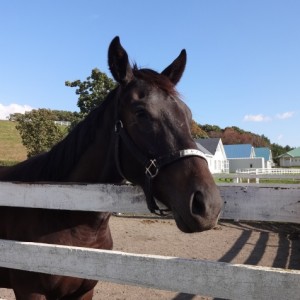 コスモヴューファーム