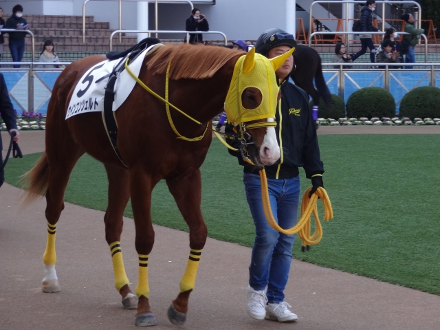新馬戦 パドック ウインコンツェルト