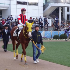 新馬戦 パドック