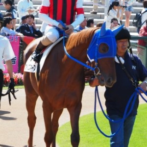 デビュー戦パドック