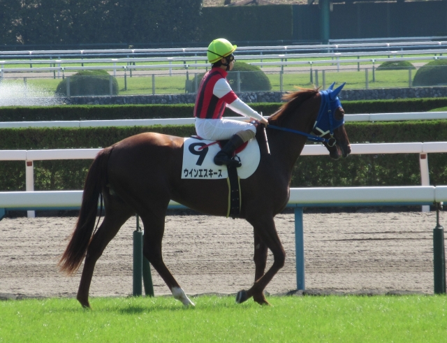 新馬戦本馬場入場 ウインエスキース