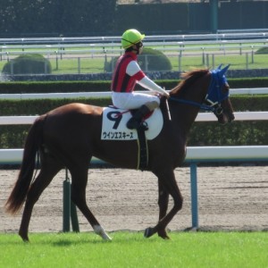 新馬戦本馬場入場