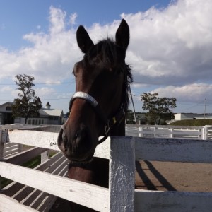 コスモヴューファーム