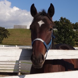 コスモヴューファーム