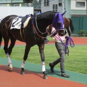 浦和のパドック