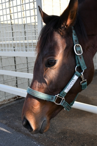 11月3日　コスモヴューファームにて ウインラナキラ