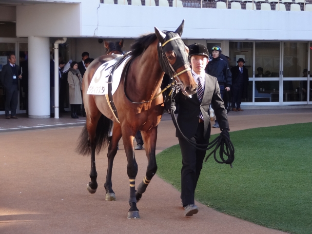 未勝利戦 パドック グヴィアズダ