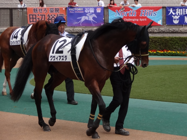 未勝利戦 パドック グヴィアズダ