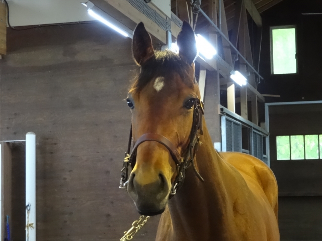 ノーザンファーム早来 フォーチュンリング