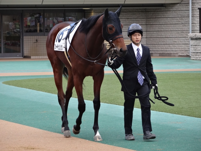 未勝利戦 パドック フォーチュンリング