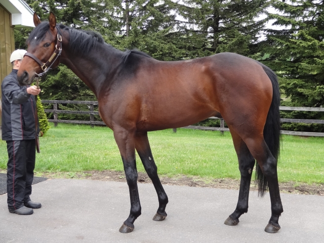 社台ファーム フロリアヌス