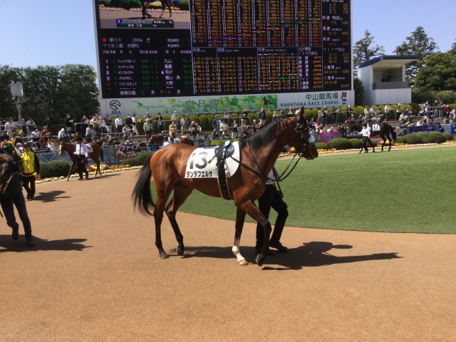 パドック タンタフエルサ