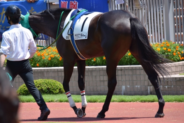 パドック ウラヌスチャーム