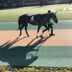 ウラヌスチャーム パドック