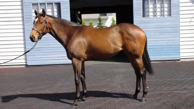 OＦリリーバレー ブリオレット