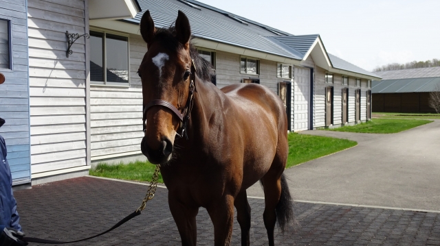 OＦリリーバレー ブリオレット