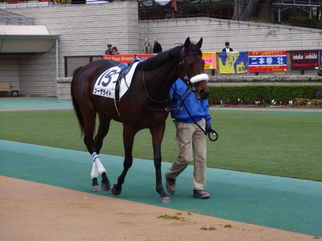 未勝利戦 パドック シーザライト