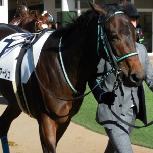 新馬戦パドック