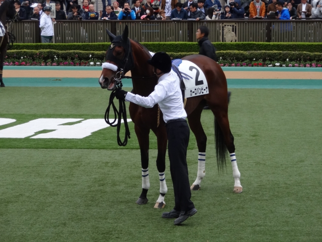 新馬戦 パドック カーロバンビーナ