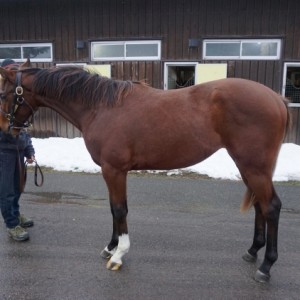 社台ファームにて