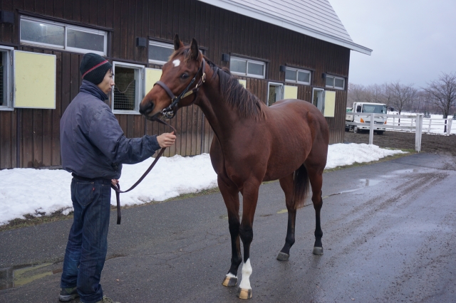 社台ファームにて スウィングビート