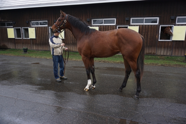 4月19日、社台ファームにて スウィングビート