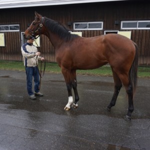 4月19日、社台ファームにて