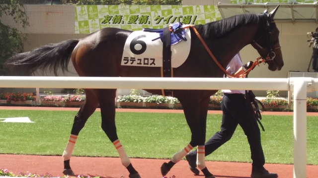 2歳未勝利 パドック ラテュロス