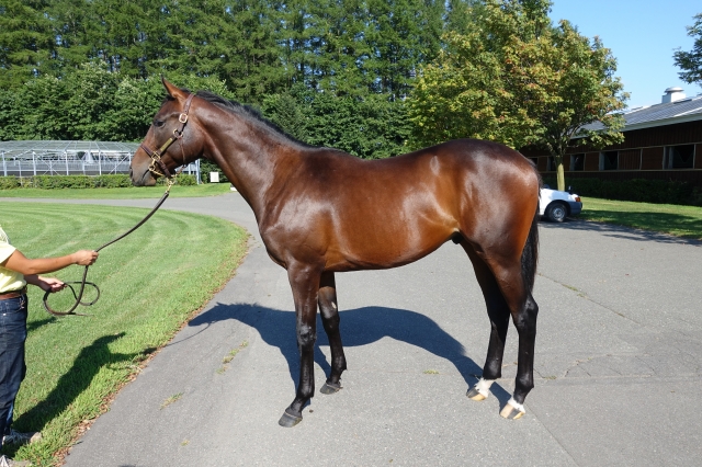 社台Ｆ　2016年8月 ビッグスモーキー