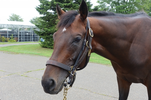 社台F（2019年7月） ビッグスモーキー