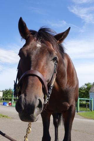 社台F（2019年9月） ビッグスモーキー