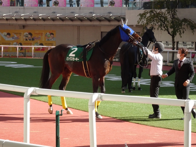 パドック ビッグスモーキー