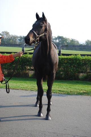 社台Ｆにて パクスディオラム