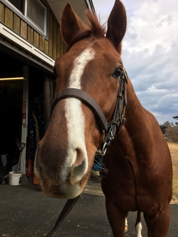 がんばれ バレーノロッソ