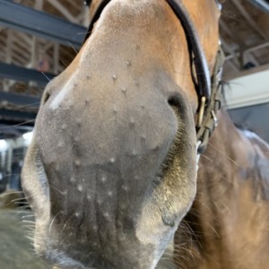 ノーザンファーム天栄