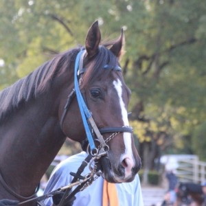 京都2歳ステークス パドック