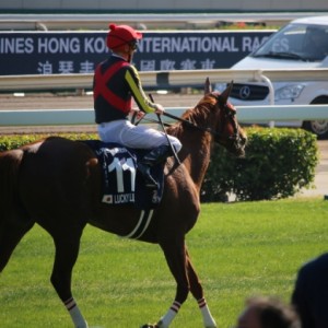 香港ヴァーズ　レース後