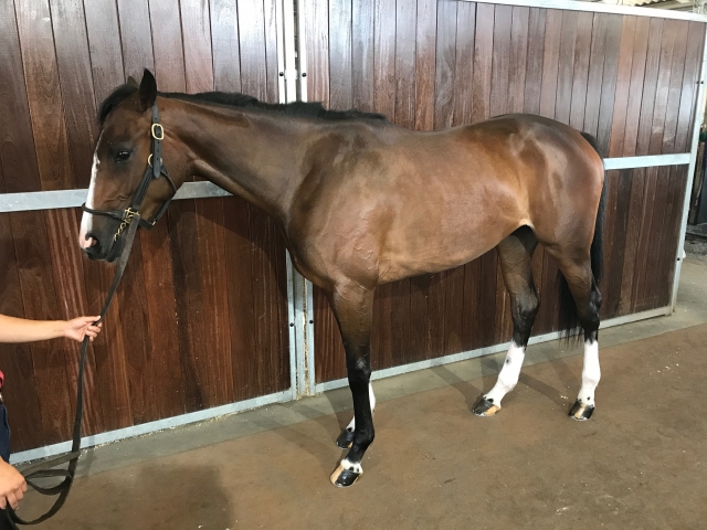 吉澤ステーブルWEST滞在中 ターフェルムジーク