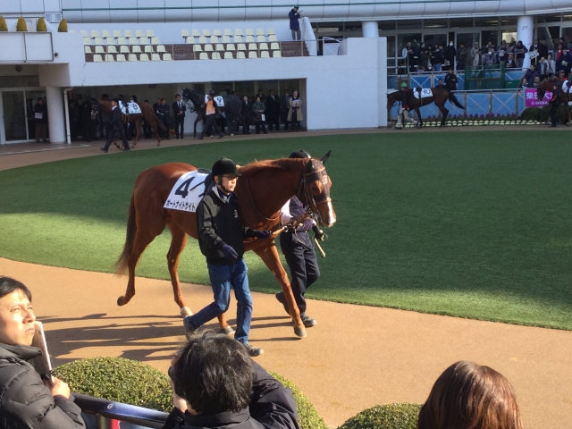 パドック ポートナイトサイト