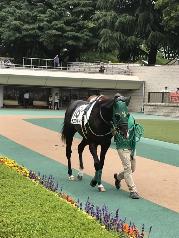 ラズワルド  パドック ラズワルド