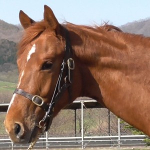 ５月３日見学１