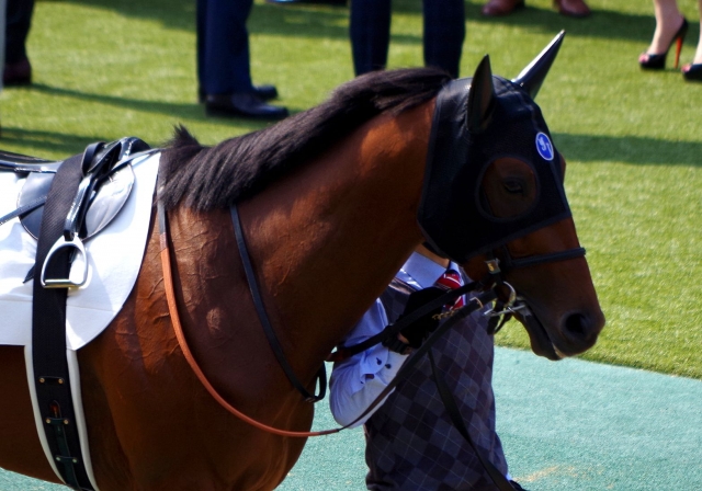 日本ダービー　パドック キタノコマンドール