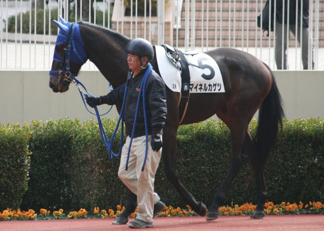第１回小倉第１日３Ｒ３歳未勝利１２００Ｍ芝　パドック マイネルカゲツ