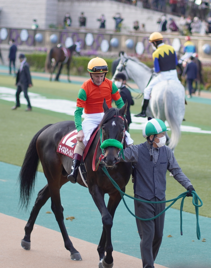 2021/11/7 アルゼンチン共和国杯(G2) マイネルウィルトス