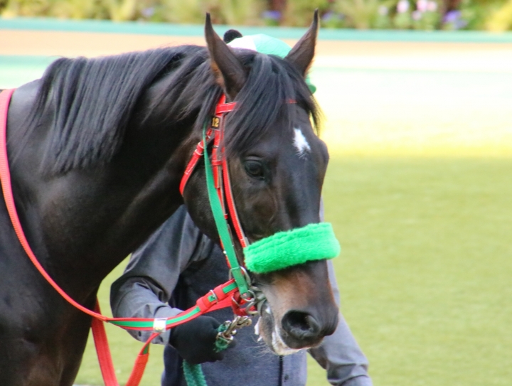 2021年11月 マイネルウィルトス
