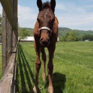 ビッグレッドファーム明和にて