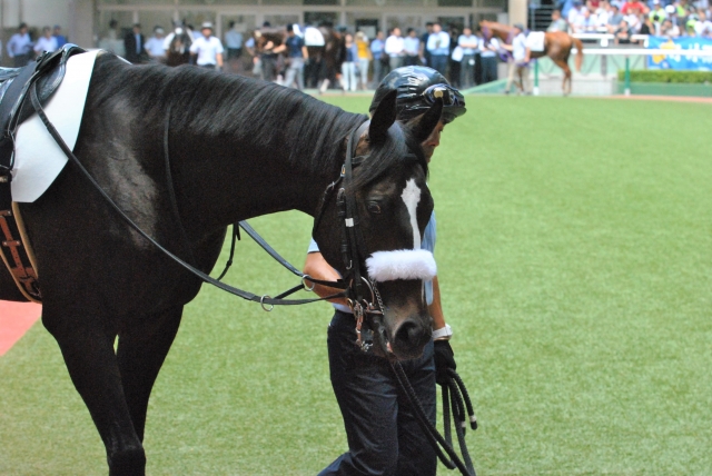 パドック騎乗前 ロジャーズクライ